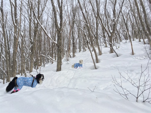 f:id:ketoraaa:20190215173232j:image