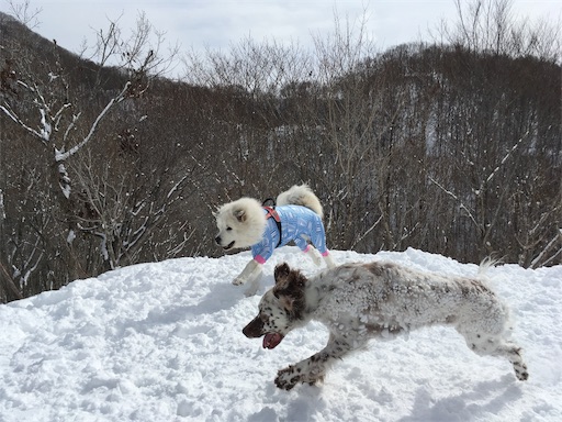 f:id:ketoraaa:20190215173648j:image