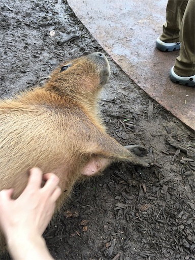 f:id:ketoraaa:20190312163151j:image