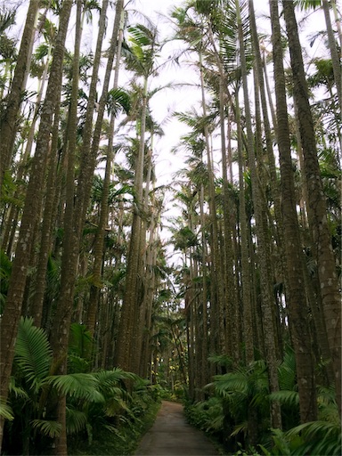 f:id:ketoraaa:20190312163209j:image