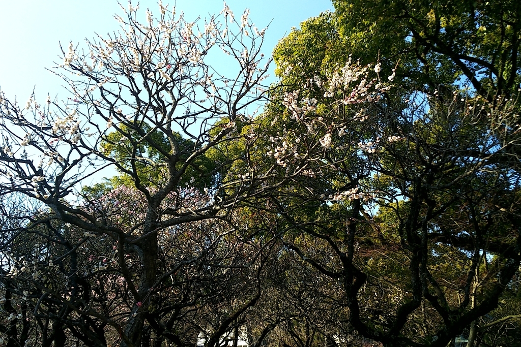 f:id:ketunyo:20190311020135j:plain f:id:ketunyo:20190311020135j:plain