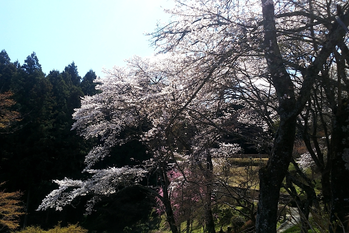 f:id:ketunyo:20190409220700j:plain f:id:ketunyo:20190409220700j:plain