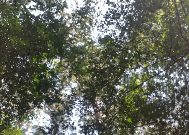f:id:kevat2019:20200407172905j:plain f:id:kevat2019:20200407172905j:plain
