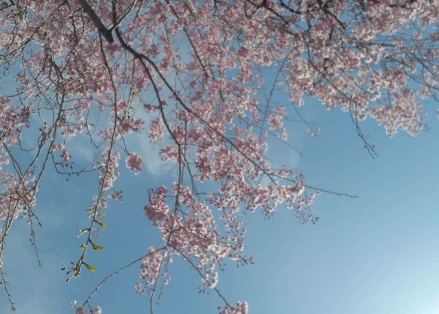 f:id:kevat2019:20200407173149j:plain f:id:kevat2019:20200407173149j:plain