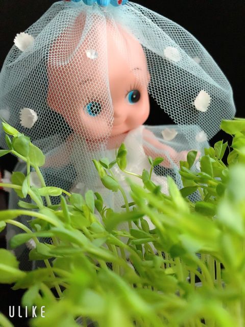 f:id:kewpieF:20200516192550j:plain f:id:kewpieF:20200516192550j:plain