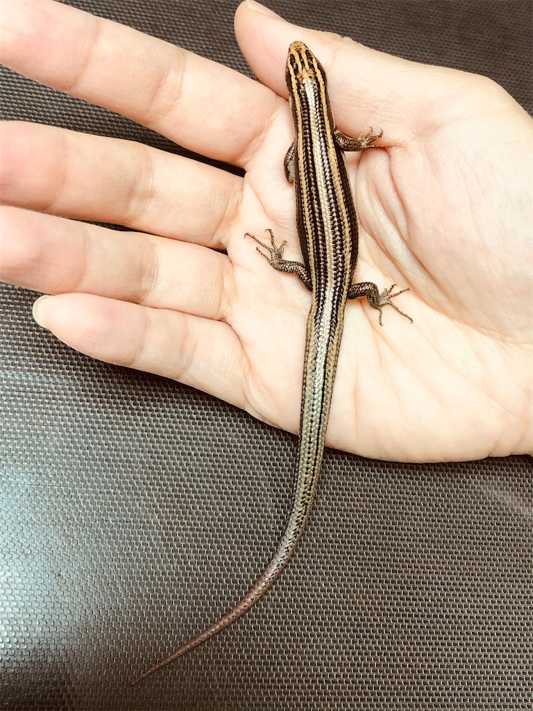 拒食対策とヒガシニホントカゲ キューピー人形とおかんアート 拒食対策とヒガシニホントカゲ キューピー人形とおかんアート