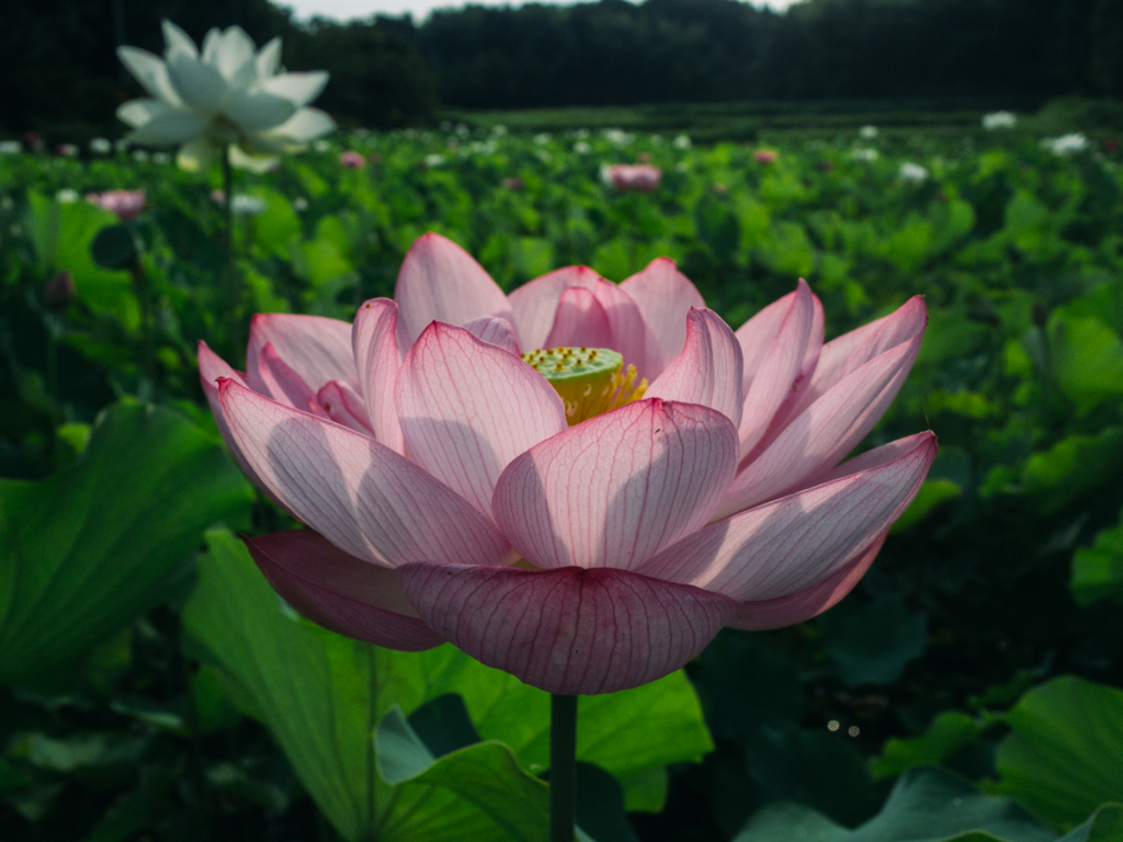 f:id:kewpiephoto:20170722080823j:plain f:id:kewpiephoto:20170722080823j:plain