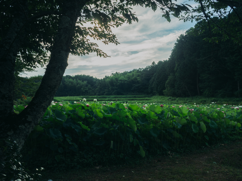 f:id:kewpiephoto:20170722081218j:plain f:id:kewpiephoto:20170722081218j:plain