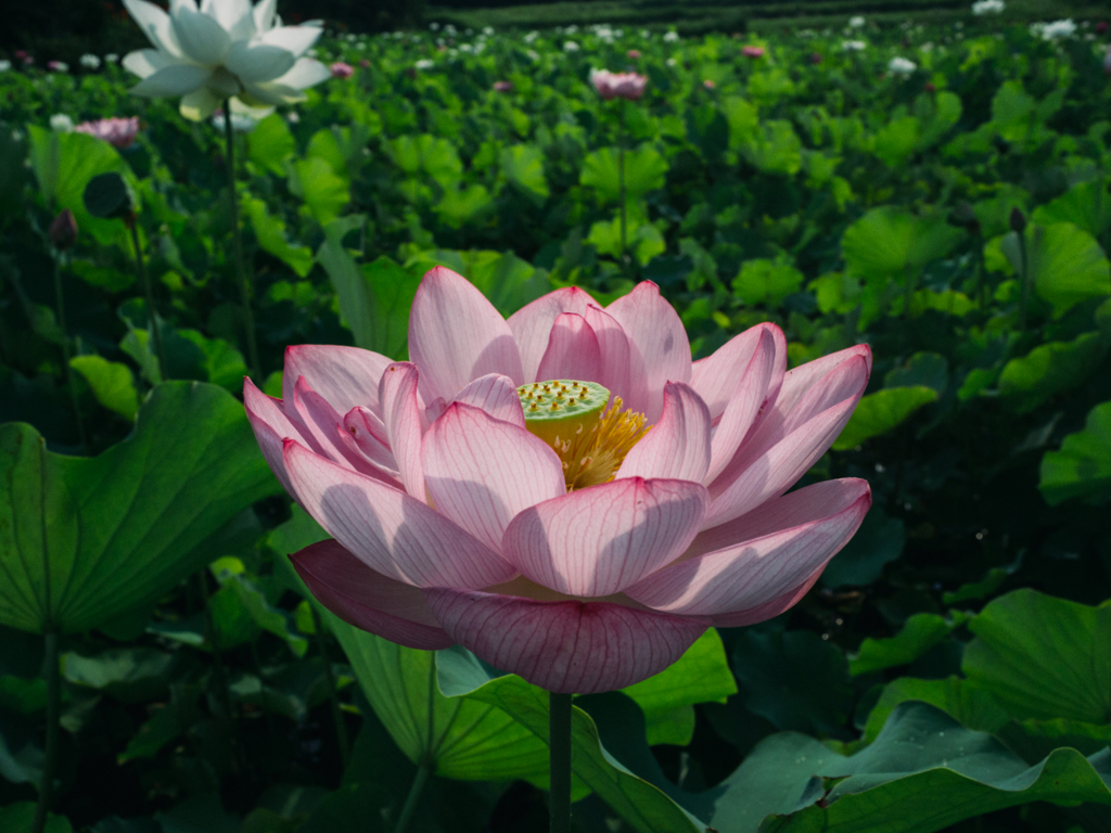 f:id:kewpiephoto:20170722082401j:plain f:id:kewpiephoto:20170722082401j:plain