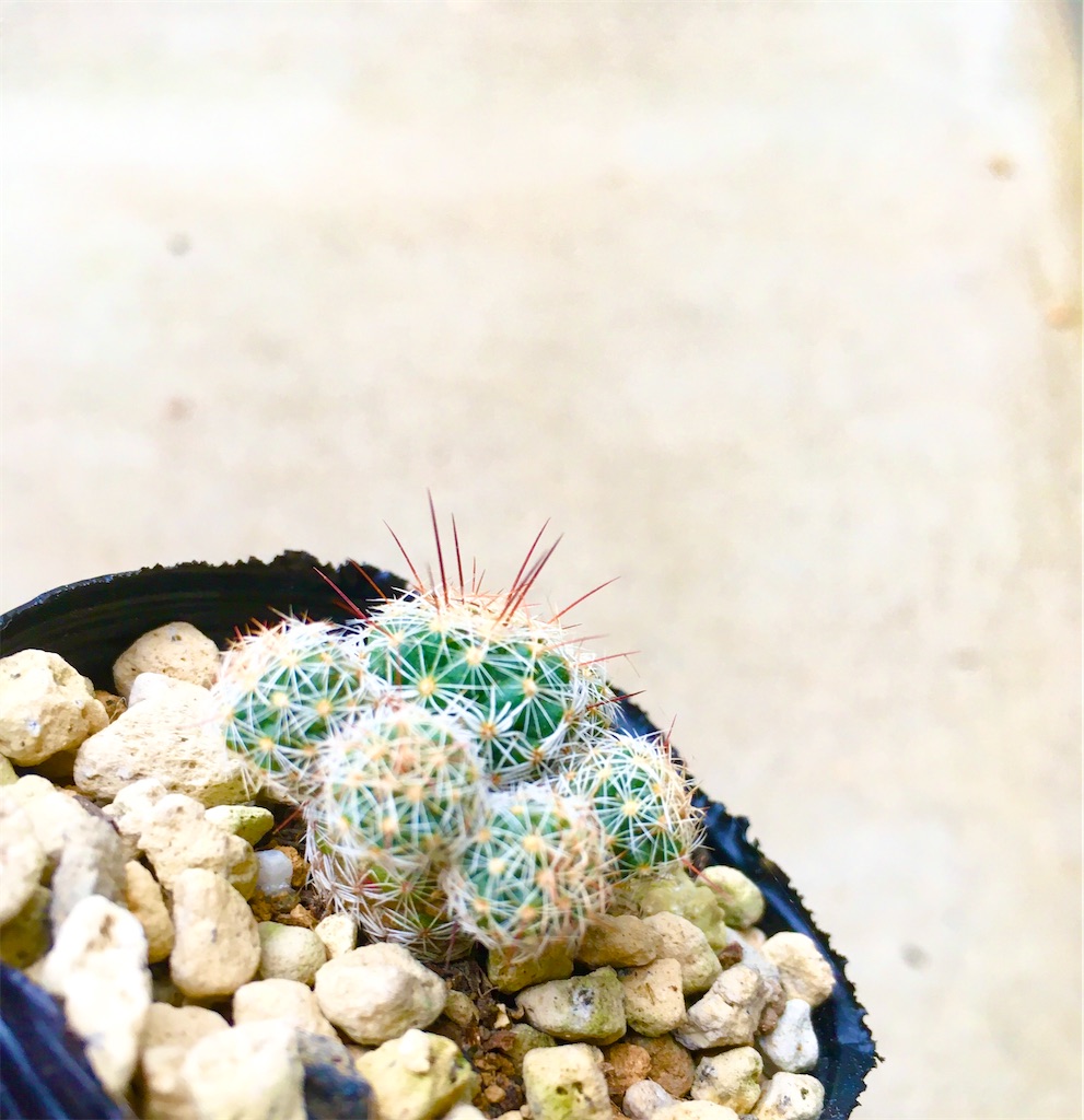 サボテンの中でも育てやすい！？赤花銀手毬の子株がたくさん出てきたら