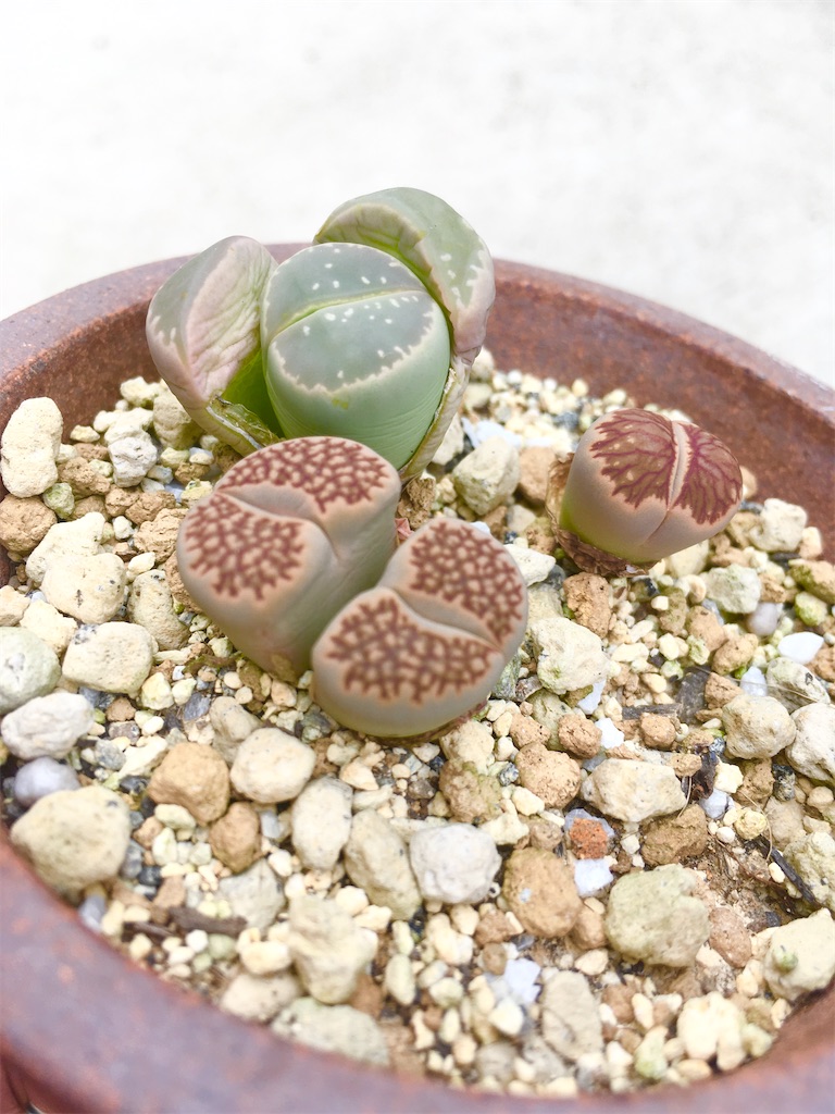 多肉植物のリトープスが脱皮中。ドラゴンボールの登場人物に似ていると