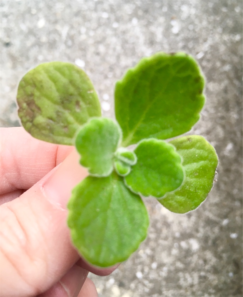 f:id:key-03:20211207075453j:image f:id:key-03:20211207075453j:image