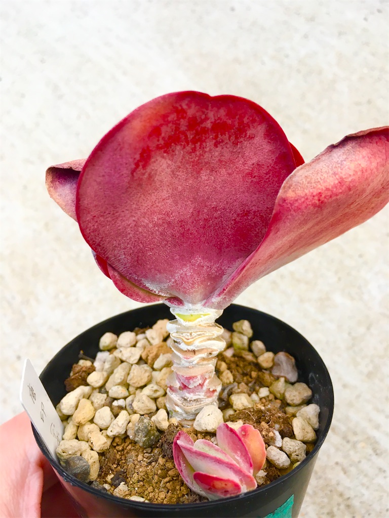 f:id:key-03:20220131180044j:plain