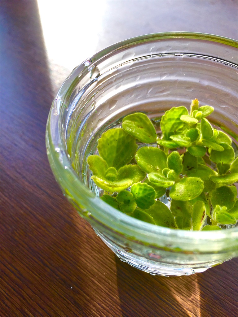 アロマティカスは水に浮かせてどれぐらいで発根するのか？家にあるもの