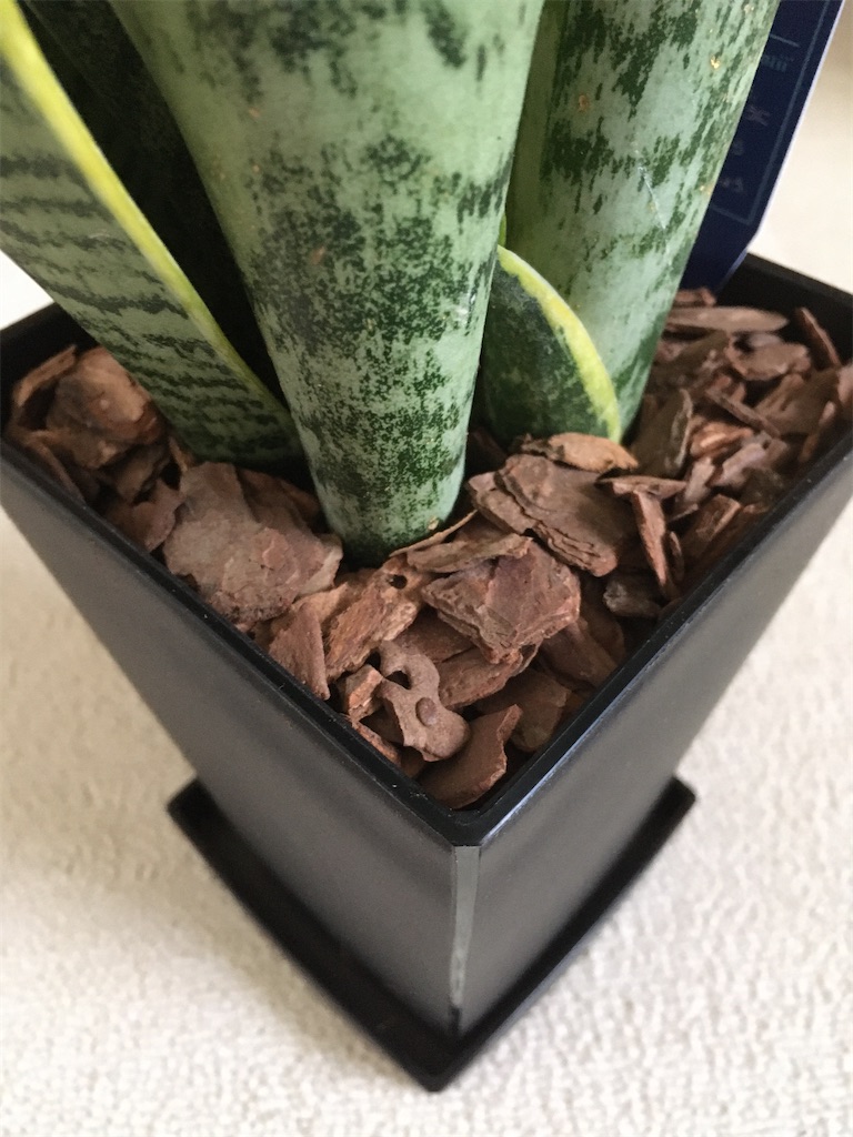 サンスベリア 特大サイズ 美形 観葉植物 ACTUS アクタス サンスベリア