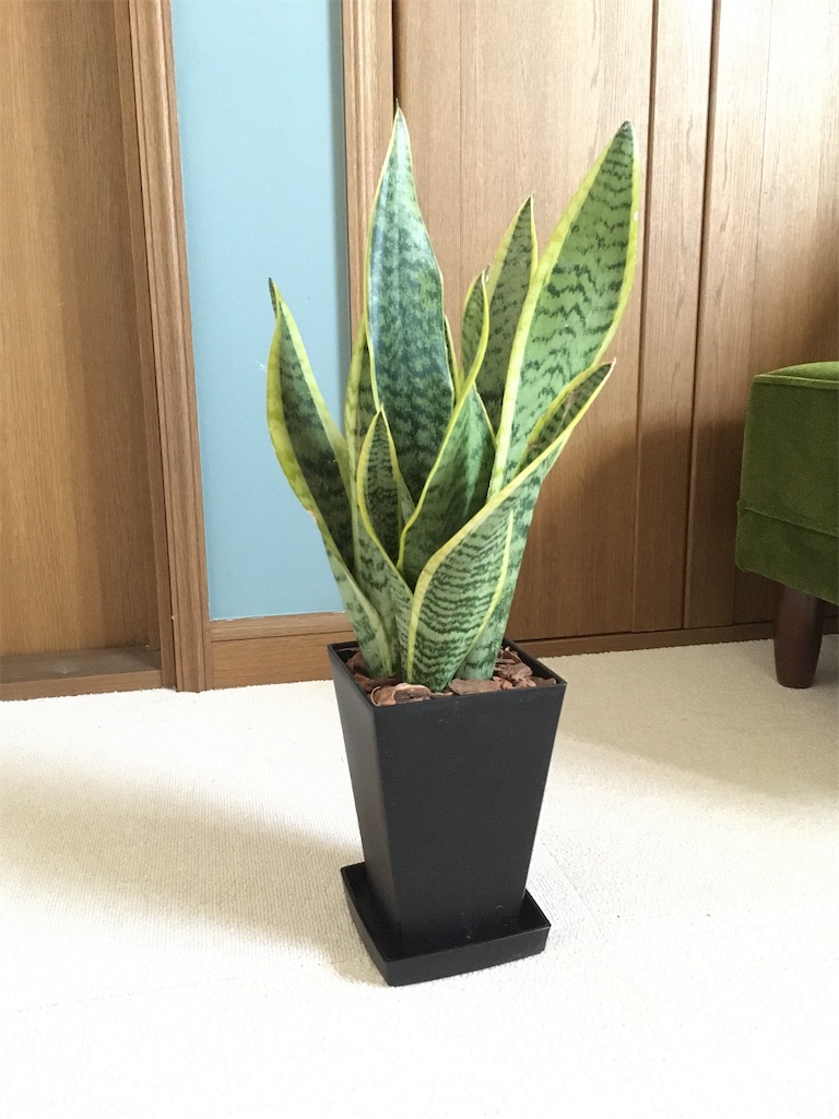 サンスベリア　特大サイズ　美形　観葉植物　ACTUS アクタス サンセベリアB8(ビーエイト)です。 葉の形がトゲトゲした感じ