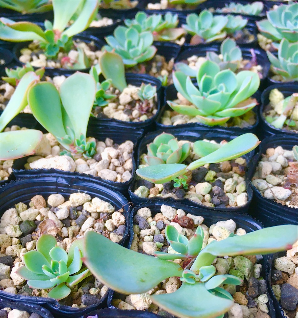 f:id:key-03:20221006092307j:image f:id:key-03:20221006092307j:image