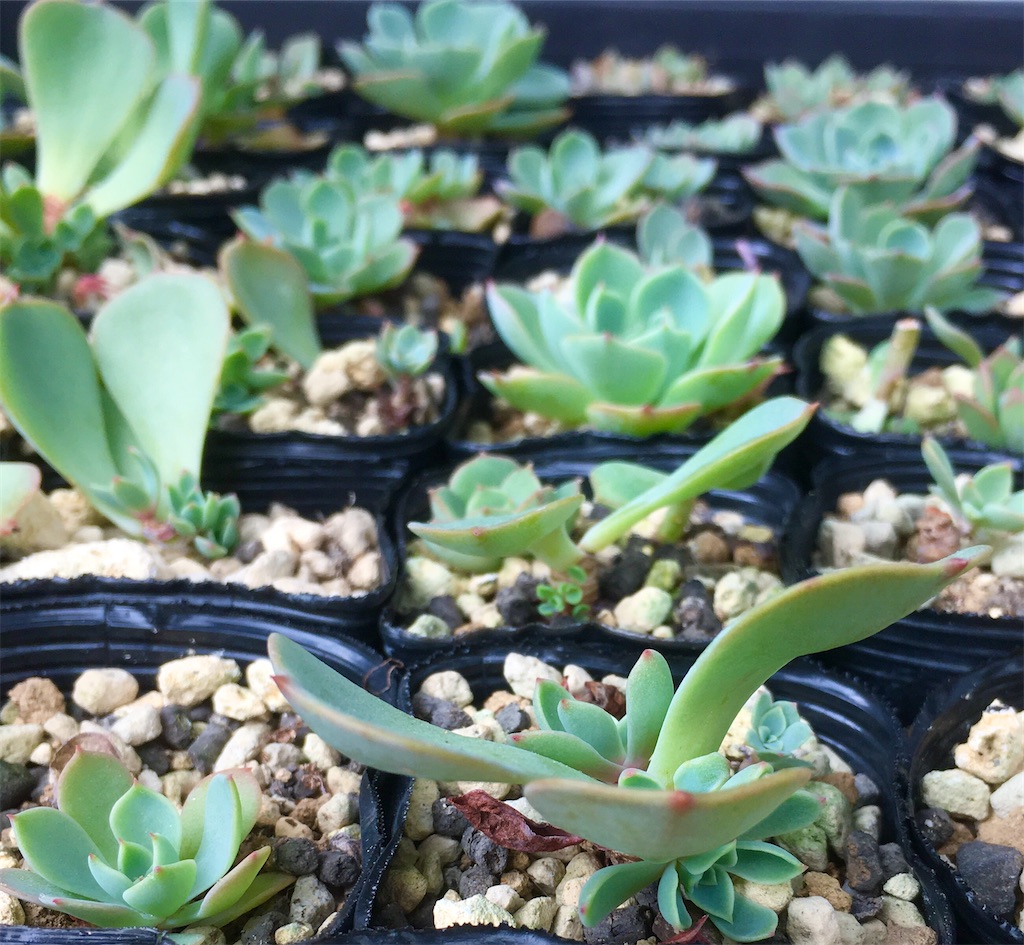 f:id:key-03:20221006092419j:image f:id:key-03:20221006092419j:image