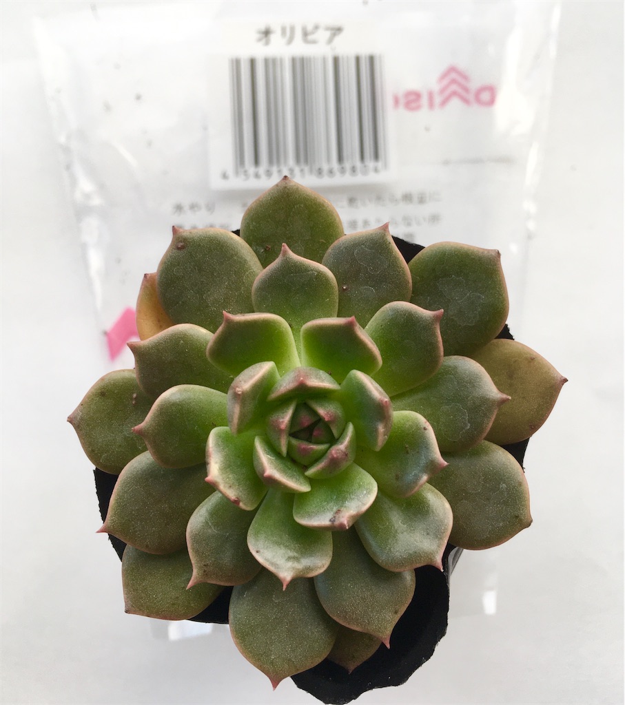 100円均ダイソーからお迎えした多肉植物の管理方法 - VINTAGE'S KEY