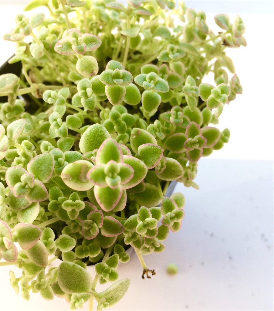 f:id:key-03:20230325081928j:image