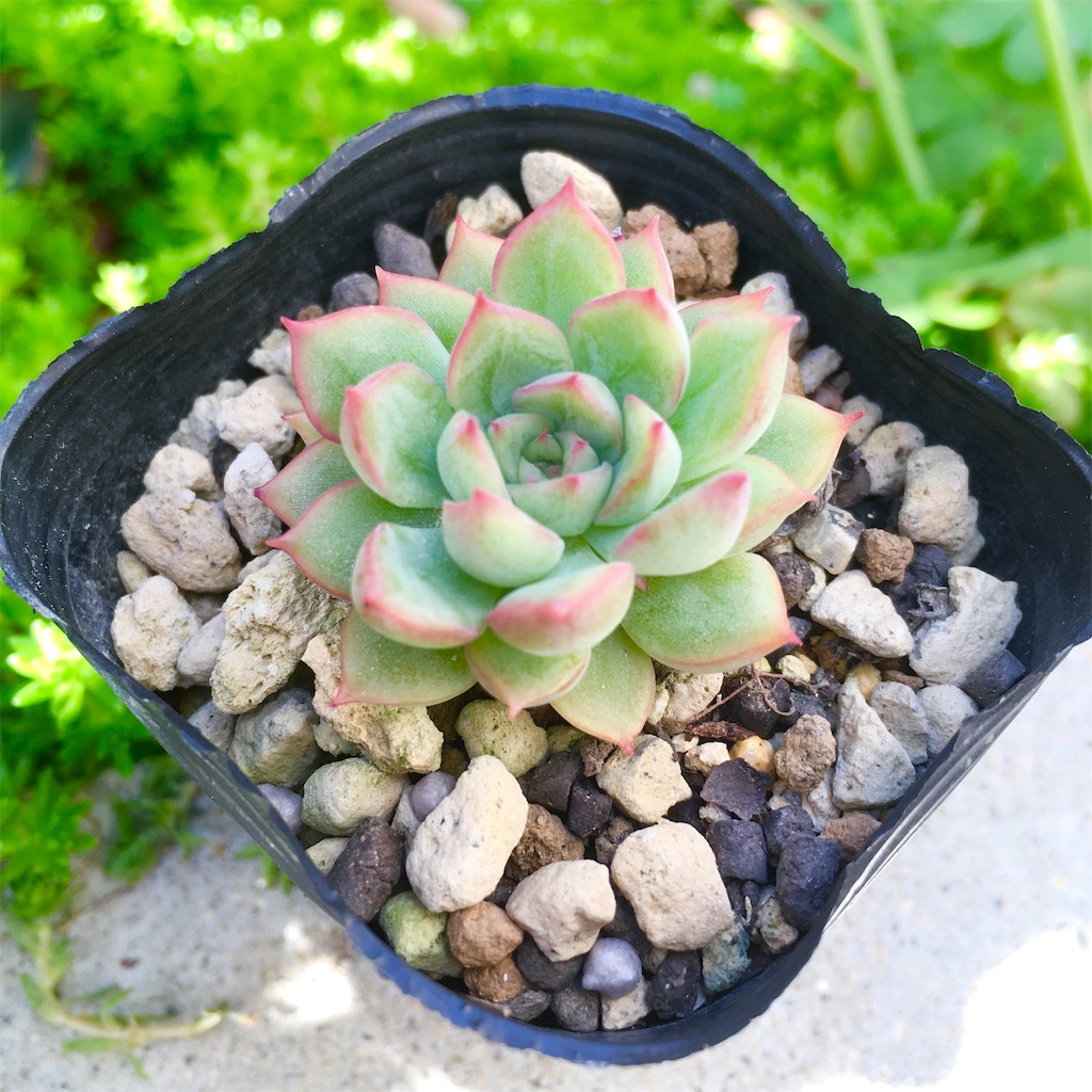 多肉植物の女雛の増やす方法はわかるけど正直増やすの苦手です