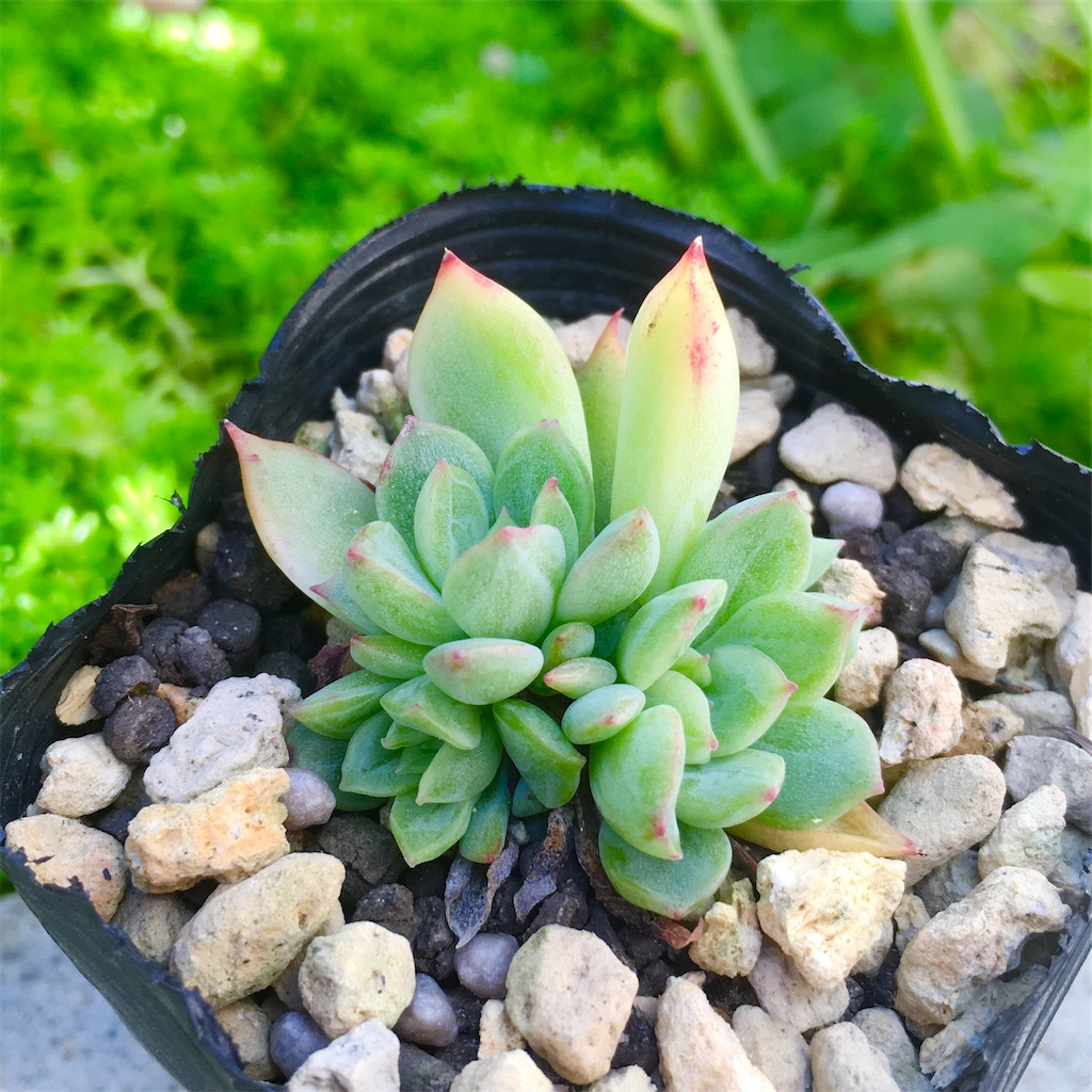 多肉植物の女雛の増やす方法はわかるけど正直増やすの苦手です