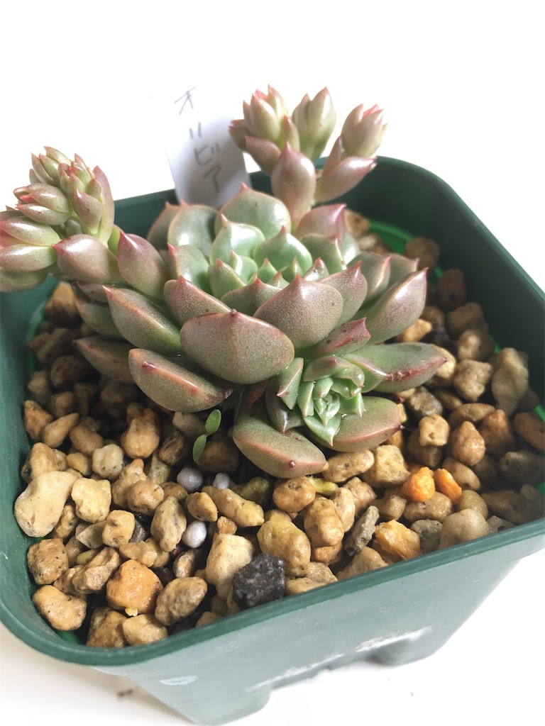 f:id:key-03:20230613090638j:image