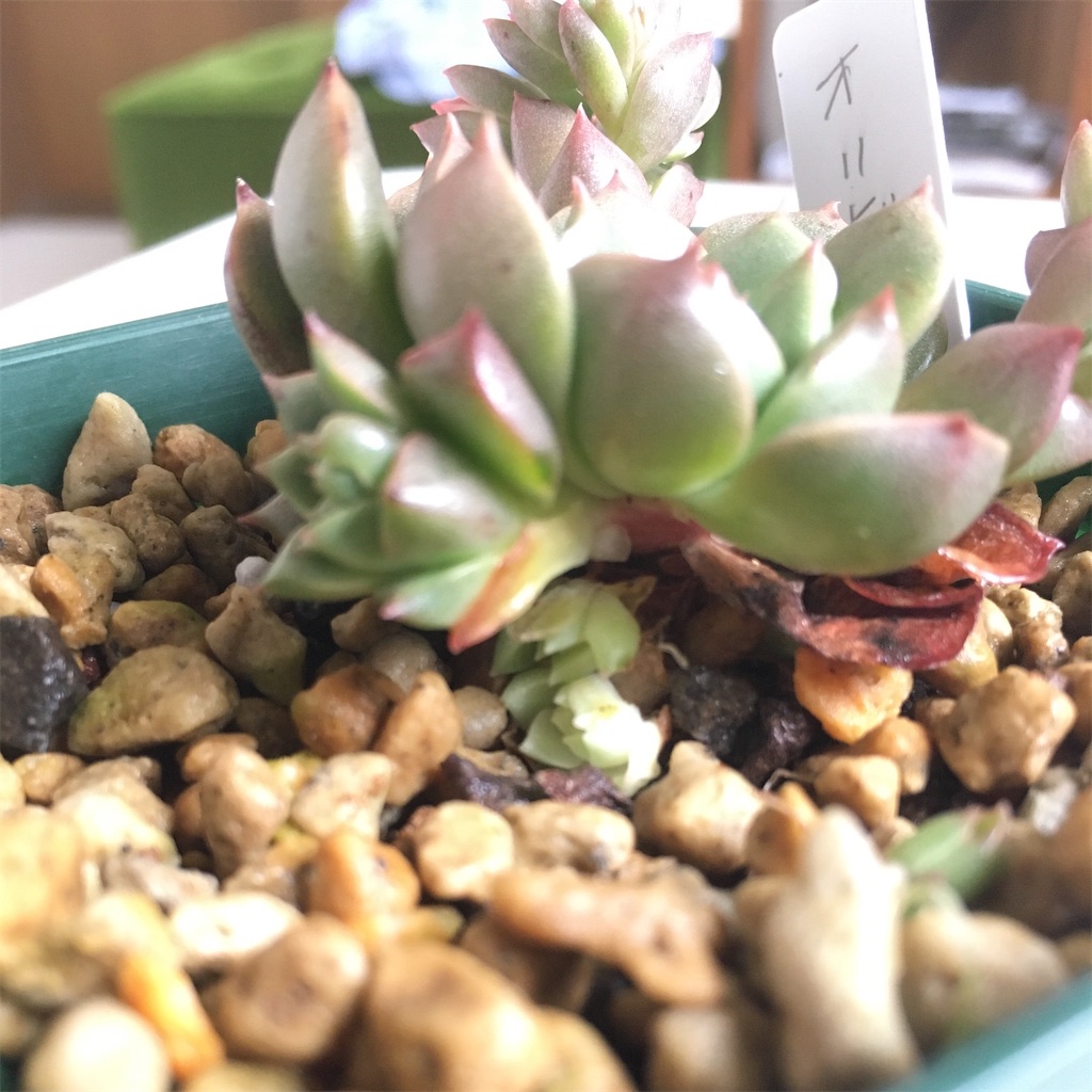 f:id:key-03:20230613091012j:image