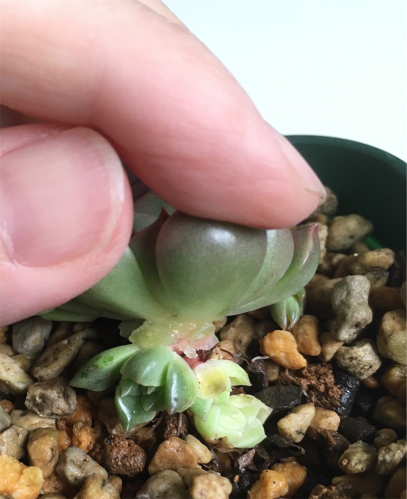 f:id:key-03:20230613091024j:image