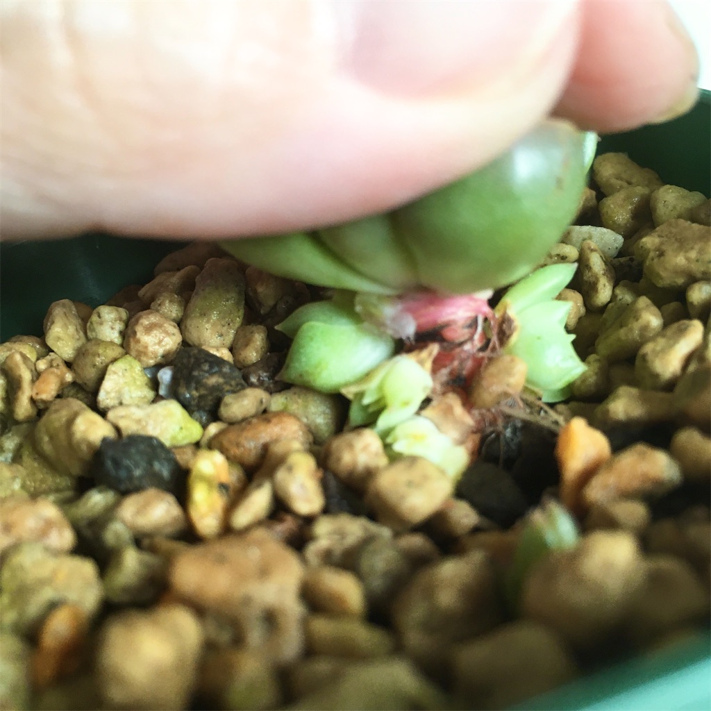 f:id:key-03:20230613091049j:image