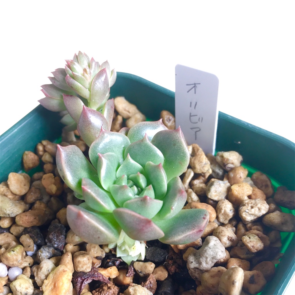 f:id:key-03:20230613091132j:image