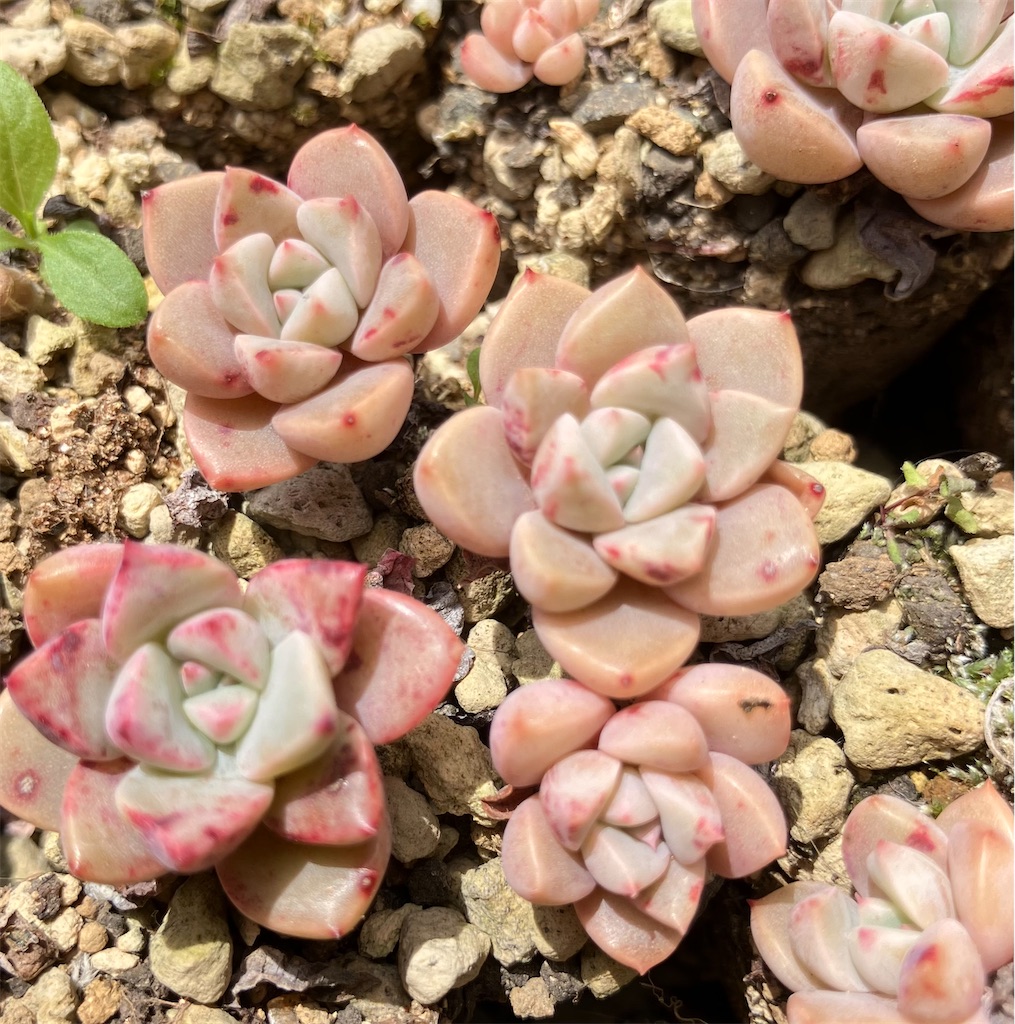 多肉植物の赤い斑点は病気？血飛沫？ - VINTAGE'S KEY