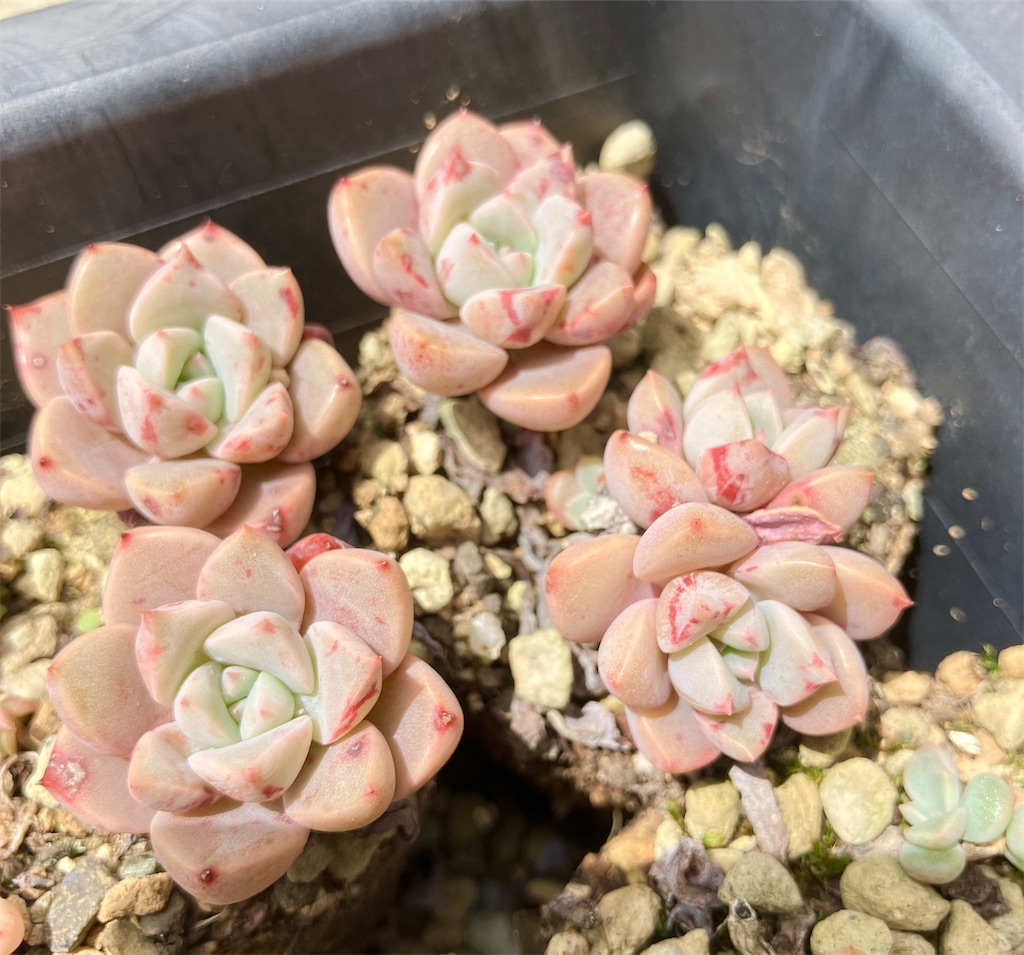 多肉植物の赤い斑点は病気？血飛沫？ - VINTAGE'S KEY