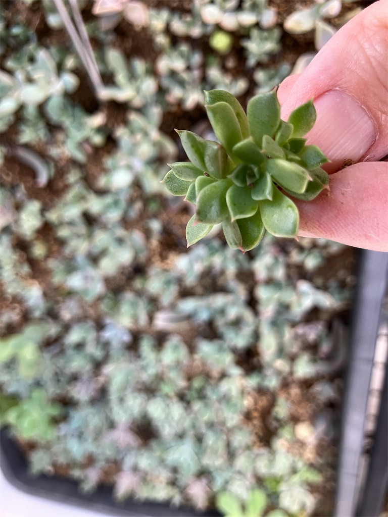 f:id:key-03:20240910092814j:image