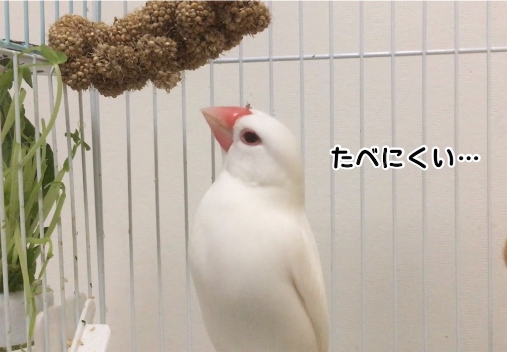 文鳥さんのおやつ粟穂の設置どうしてますか？ - VINTAGE'S KEY