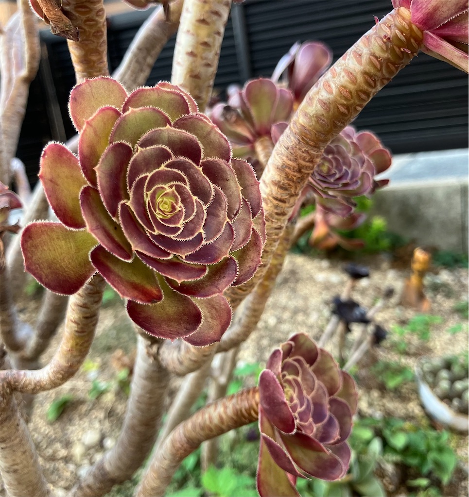 地植えした黒法師の経過と増やし方のポイント - VINTAGE'S KEY
