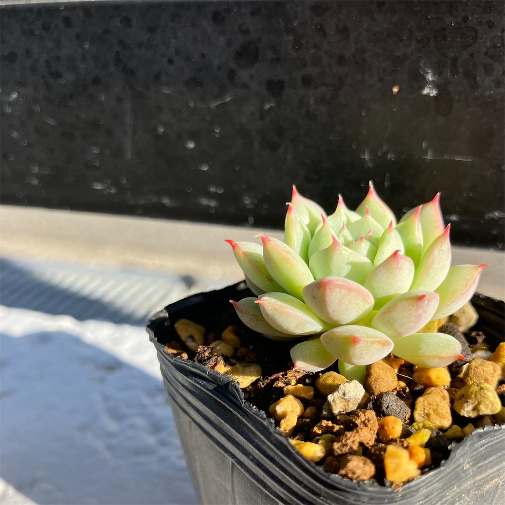 夏越しもできた！葉挿しでも増える多肉植物【ティッピー】 - VINTAGE'S KEY