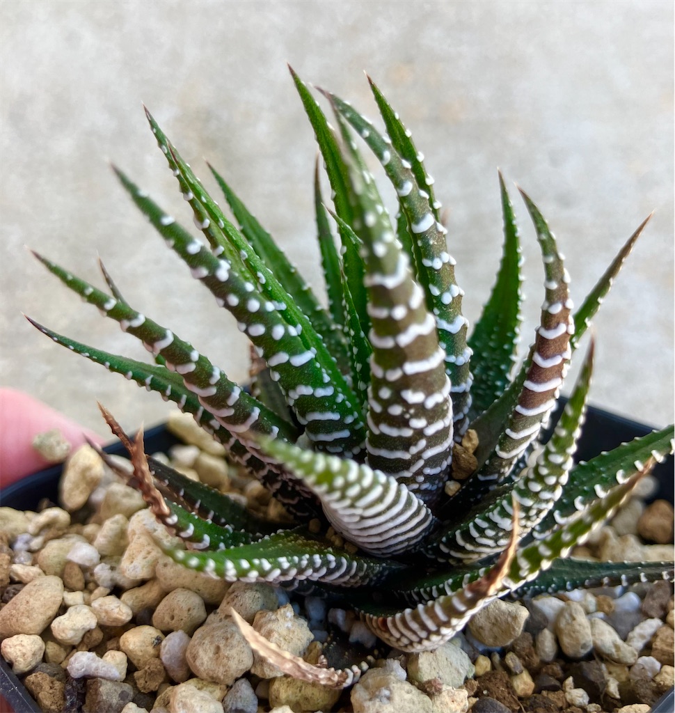 初心者でも育てやすいかっこいい多肉植物【十二の巻】 - VINTAGE'S KEY