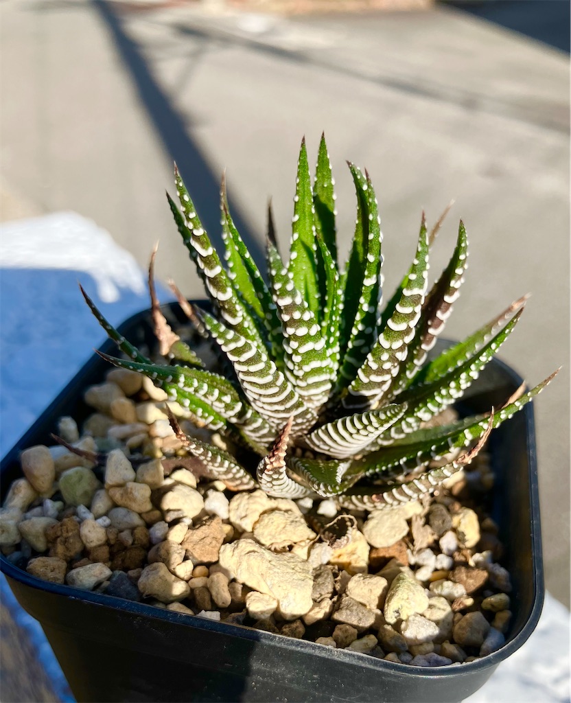 初心者でも育てやすいかっこいい多肉植物【十二の巻】 - VINTAGE'S KEY