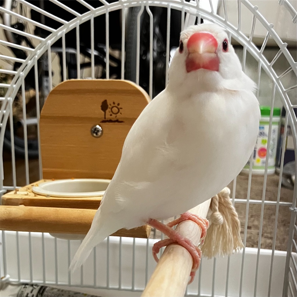 文鳥さんのキャリーを新調。HOEI さんの小鳥キャリーミレニアム