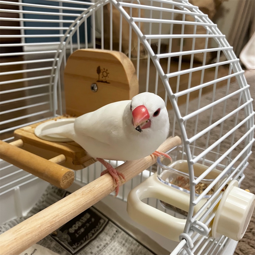 ※とりおページ 文鳥さんのケージにつける追加の水入れ、餌入れの問題が解決しました