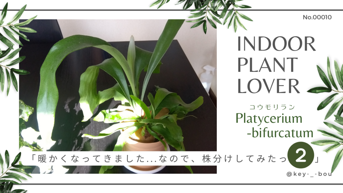 初心者ですが、コウモリラン（＝ビカクシダ）の株分けを試みて