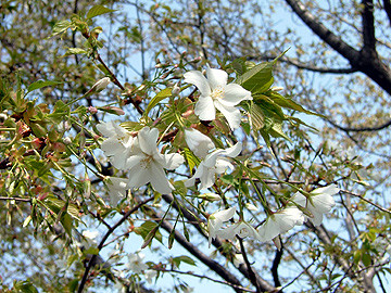 f:id:key306:20060402115056j:image f:id:key306:20060402115056j:image