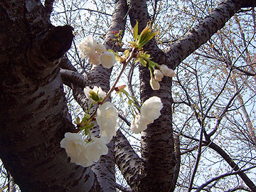 f:id:key306:20060402115234j:image f:id:key306:20060402115234j:image