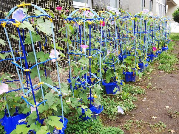 小学２年生の息子の夏休みの宿題（ミニトマトの栽培）