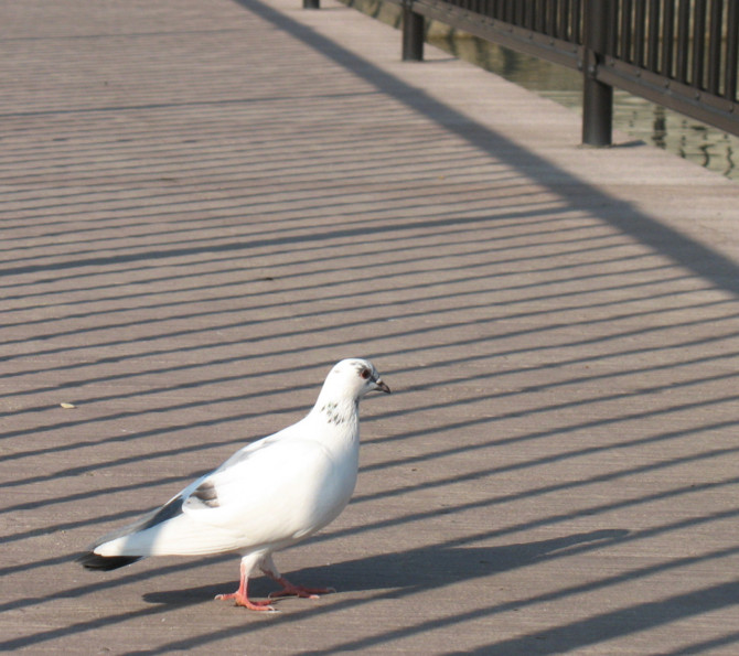 f:id:keyboar:20100106183050j:image:w485