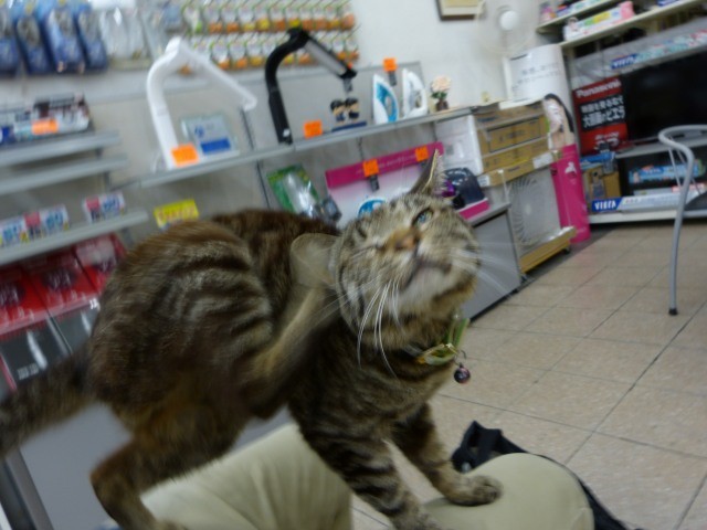 f:id:keyboar:20150323001037j:image:w300
