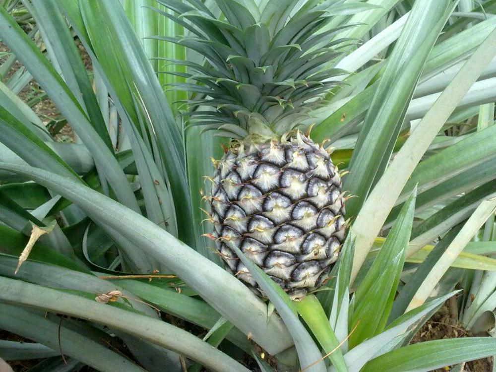 Apakah Benar Buah Nanas Bisa Menggugurkan Kandungan Seputar Buah