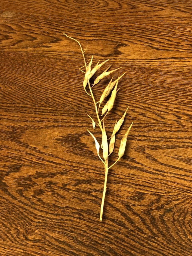 f:id:keystoneforest:20180701170622j:plain