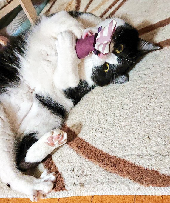 f:id:keytailcat:20220125201037p:plain